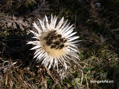 Silberdistel