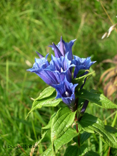 Schwalbenwurz-Enzian