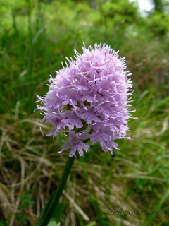 Kugelblütiges Knabenkraut