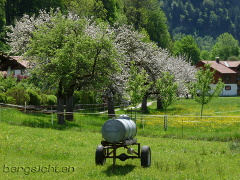 Blühende Obstbäume in Bad Oberdorf