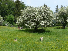 Allgäuer Frühsommer bei Sulzberg