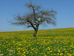 Löwenzahnwiese mit Apfelbaum