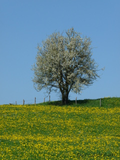 Löwenzahnwiese mit blühendem Obstbaum