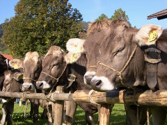 Dösen nach der Scheid