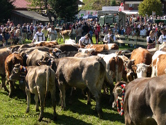Hektik am Scheidplatz