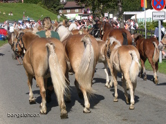 Pferde beim Almabtrieb